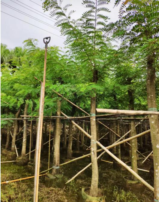 让你的庭院更有价值 在自己的小庭院中,种植一颗观赏性的树木,不仅