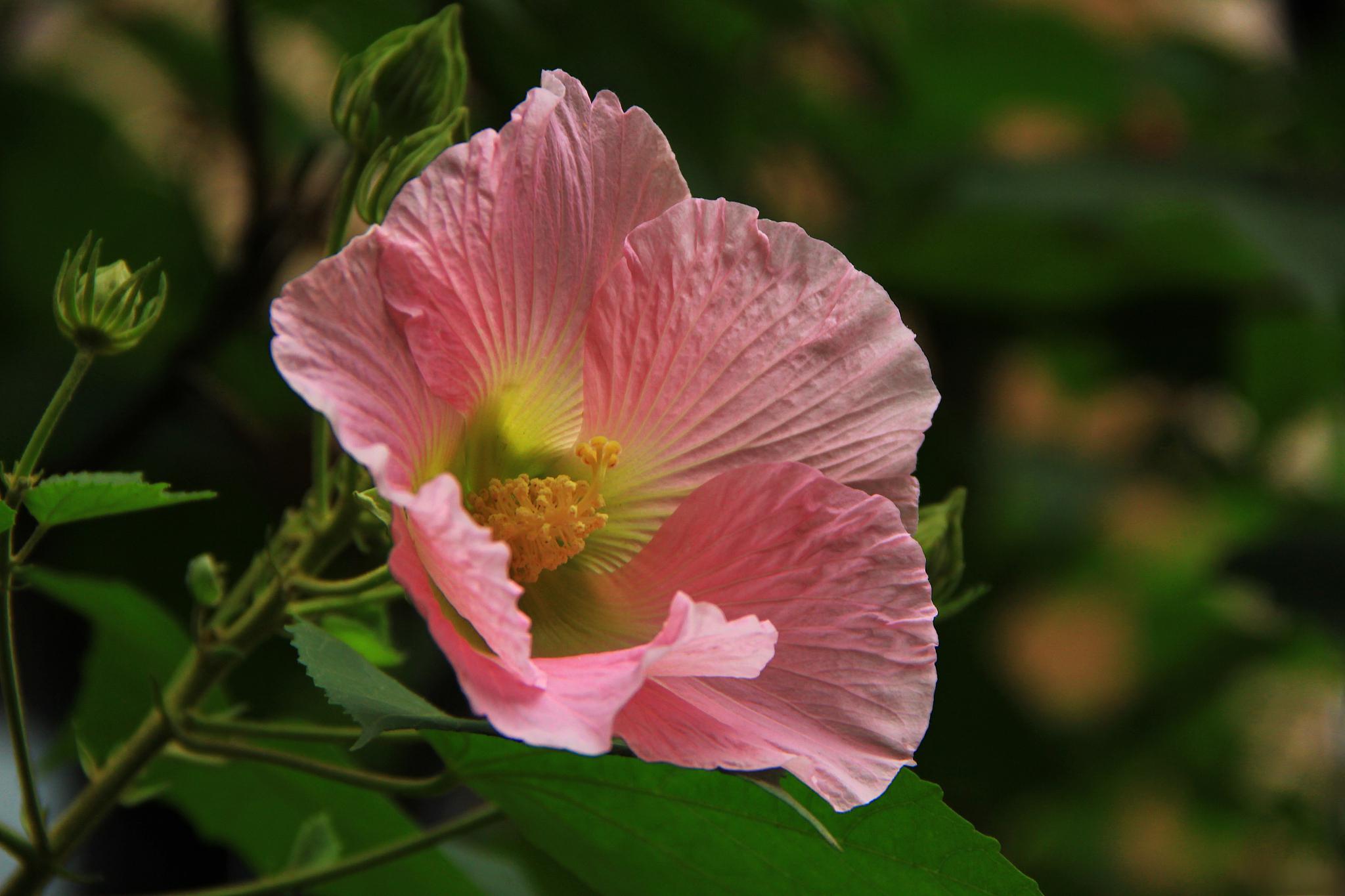 芙蓉花叶插方法图片