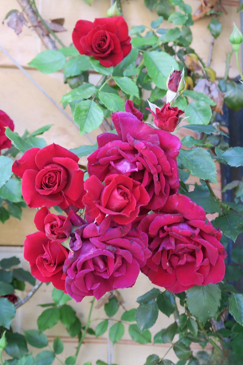 天方夜谭月季的最大缺点 天方夜谭月季,被广大花卉爱好者赞誉为#月季