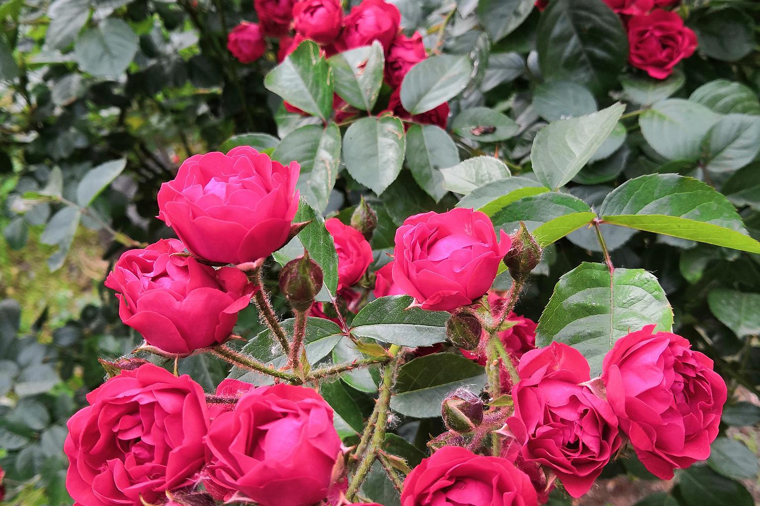 天方夜谭月季的最大缺点 天方夜谭月季,被广大花卉爱好者赞誉为#月季