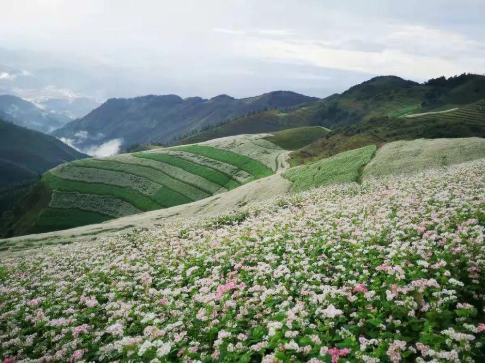 凤庆勐佑镇云上花海图片