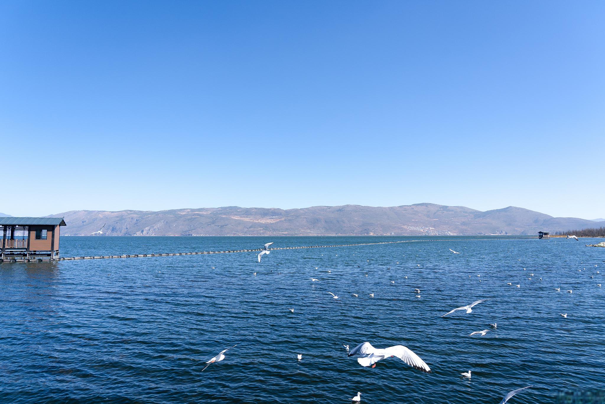 而洱海就是大理最著名的景点之一,被誉为云南最美的高原湖泊