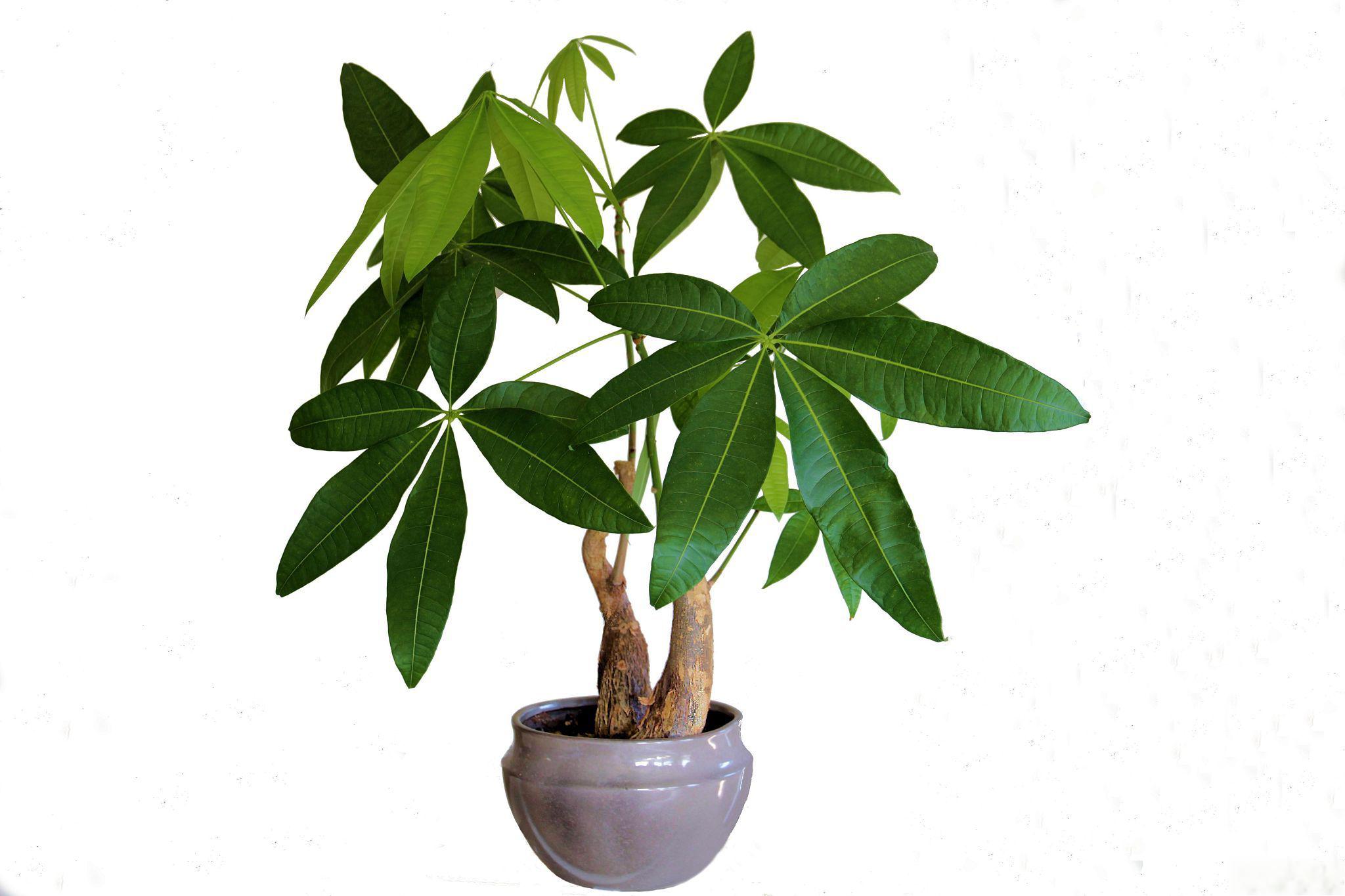 招财树叶子发黑掉落的原因及处理方法 招财树,作为一种富有象征意义的