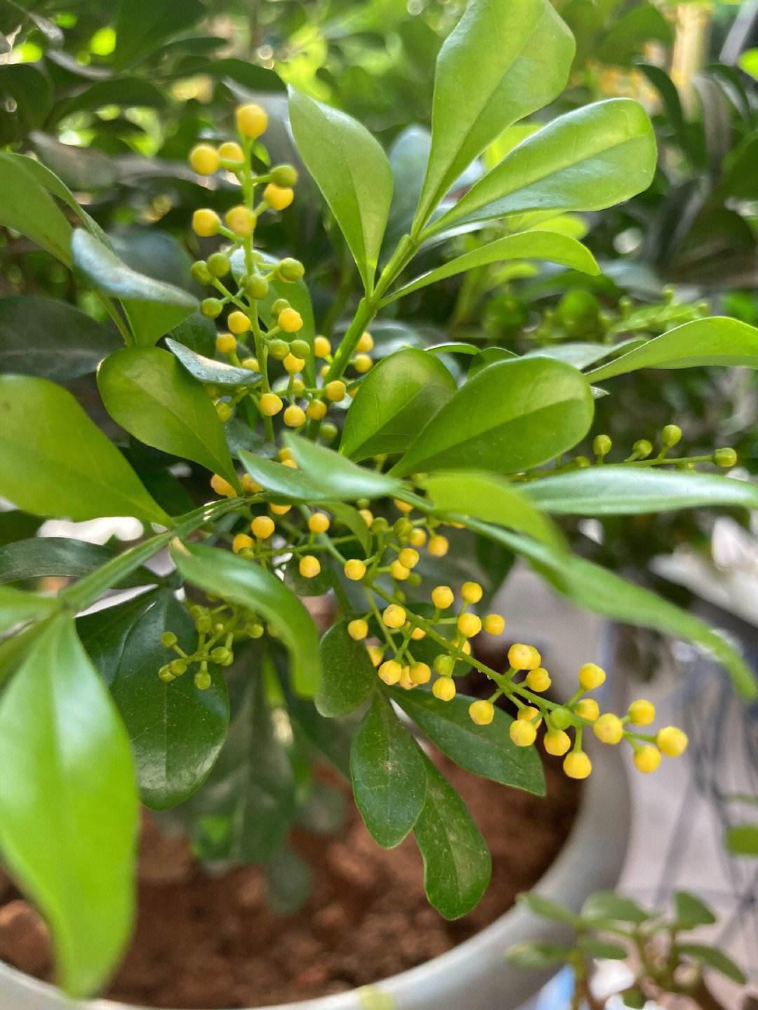 米兰花的种种好处 米兰花在热带和亚热带地区广泛分布,是一种广泛种植