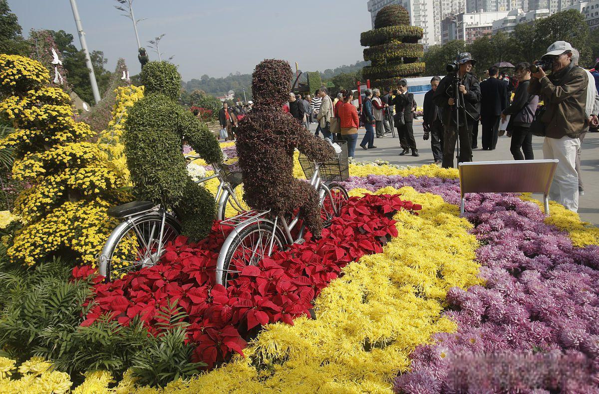 开封市民花展搬抢菊花 河南开封菊花展期间,竟有市民开电动车直接将花