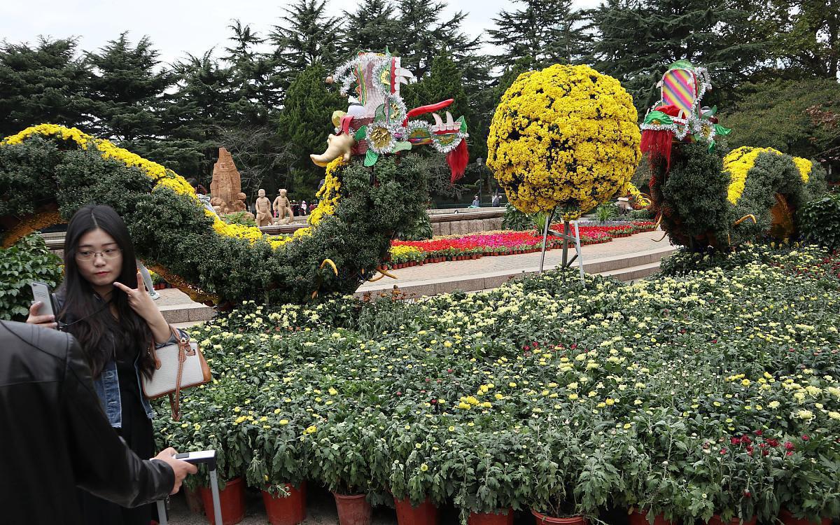 开封市民花展搬抢菊花 河南开封菊花展期间,竟有市民开电动车直接将花