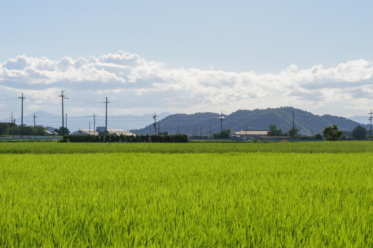 日本农业:致富之路 日本农业是世界上最具现代化的农业之一,高度的