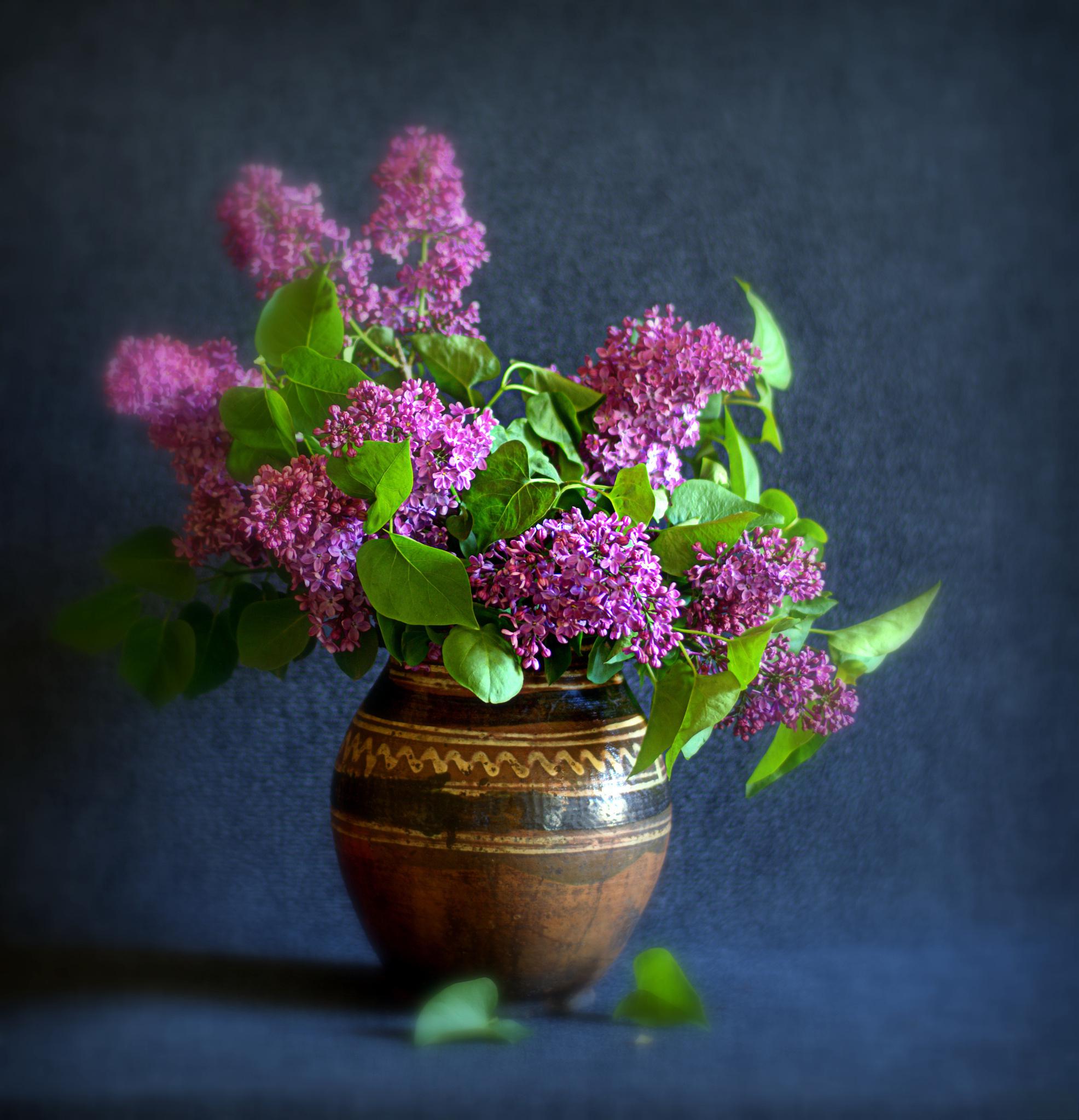 养护方法 丁香花的花语和象征代表意义丁香花花语:纯真无邪,初恋,谦逊