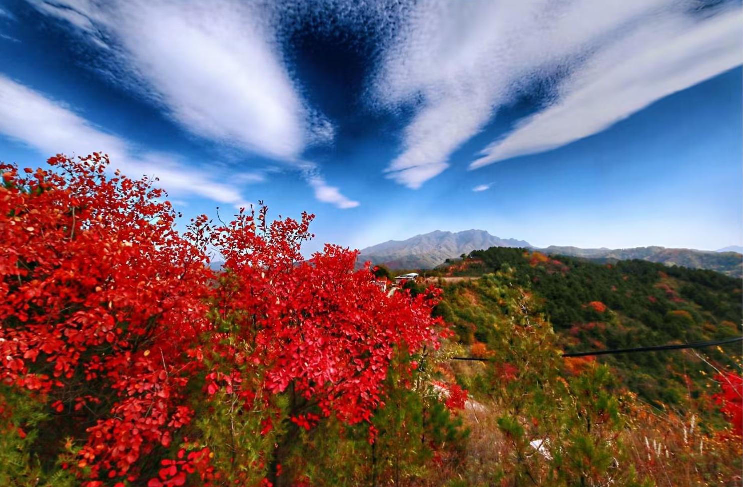 甘山红叶之旅 甘山素以秋色美而著称,特别是每到深秋,满山红叶如火如