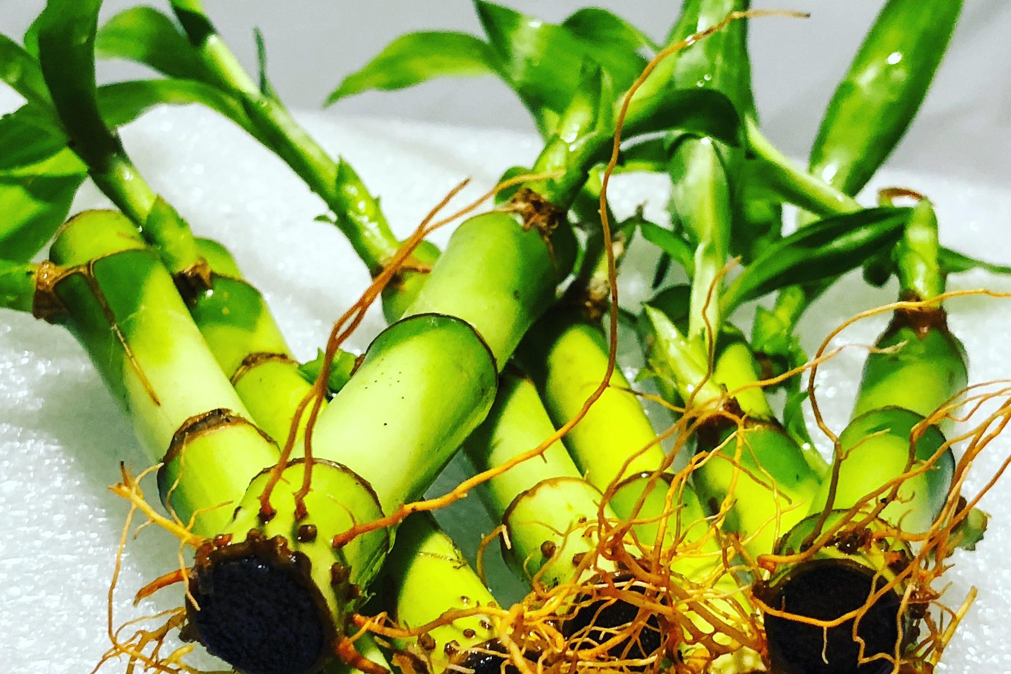 富贵竹生虫的原因,处理方法以及预防措施 富贵竹,作为常见的室内观叶