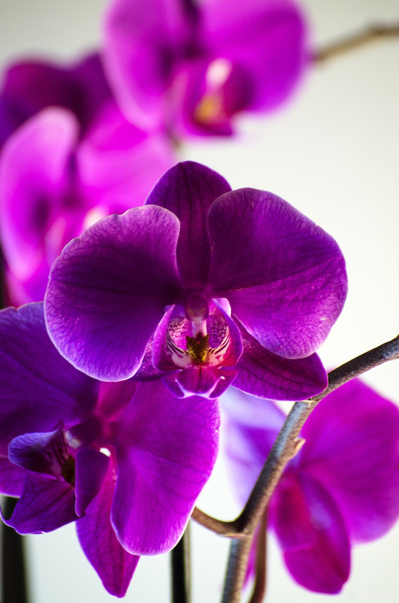 糊蝶兰养护技巧 糊蝶兰是一种美丽的兰花,因其细腻的纹路和色彩浓郁而