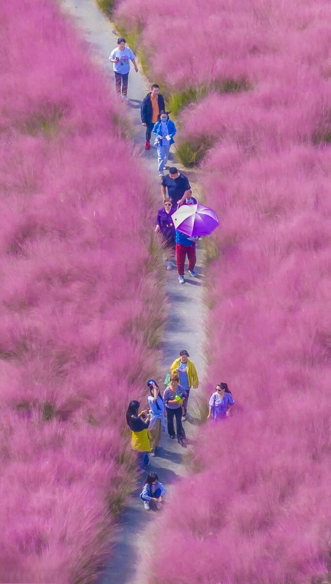 宿迁衲田花海门票图片