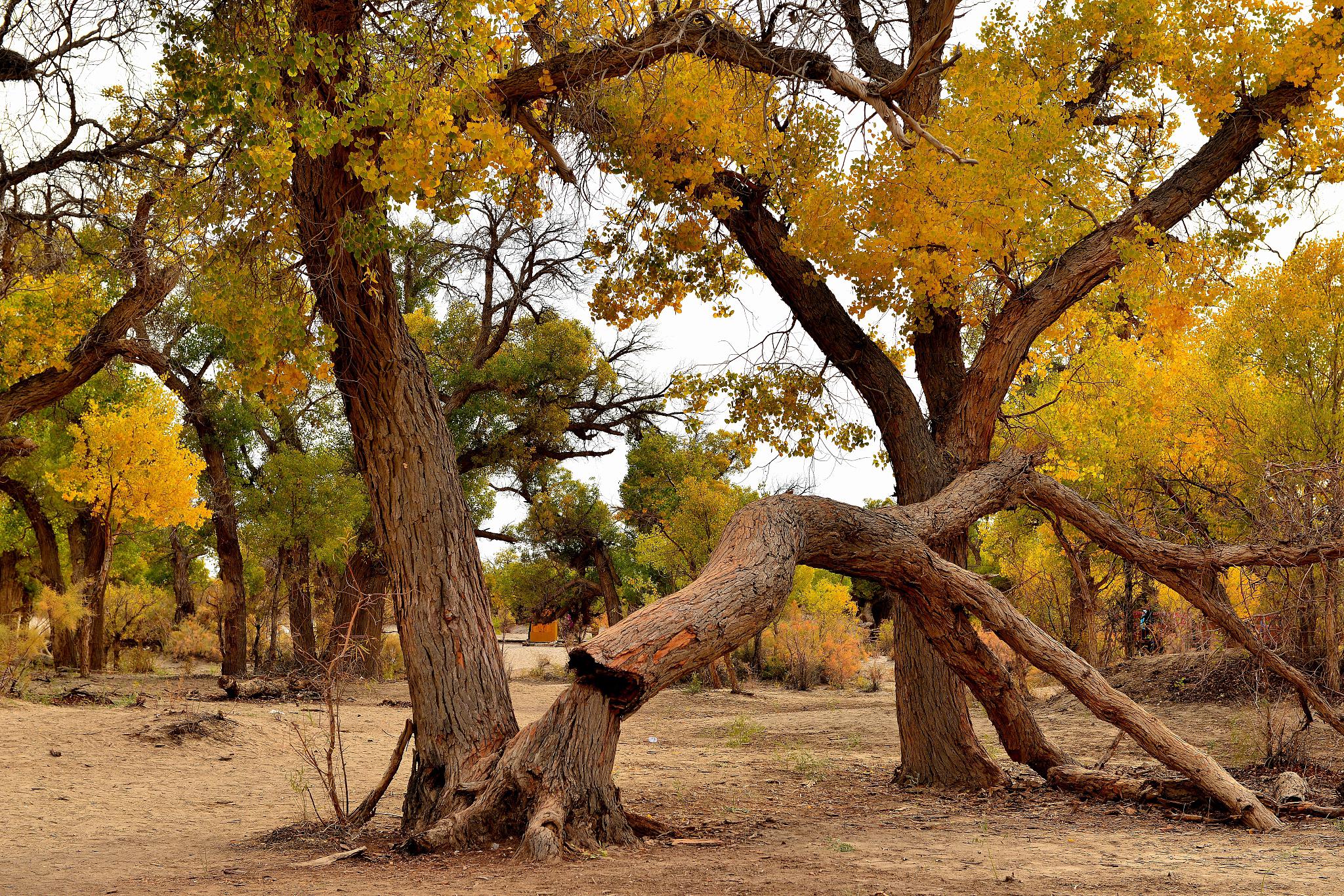 位于古丝绸之路中段北侧,甘肃省金塔县城西北6公里处,由胡杨林/金波湖