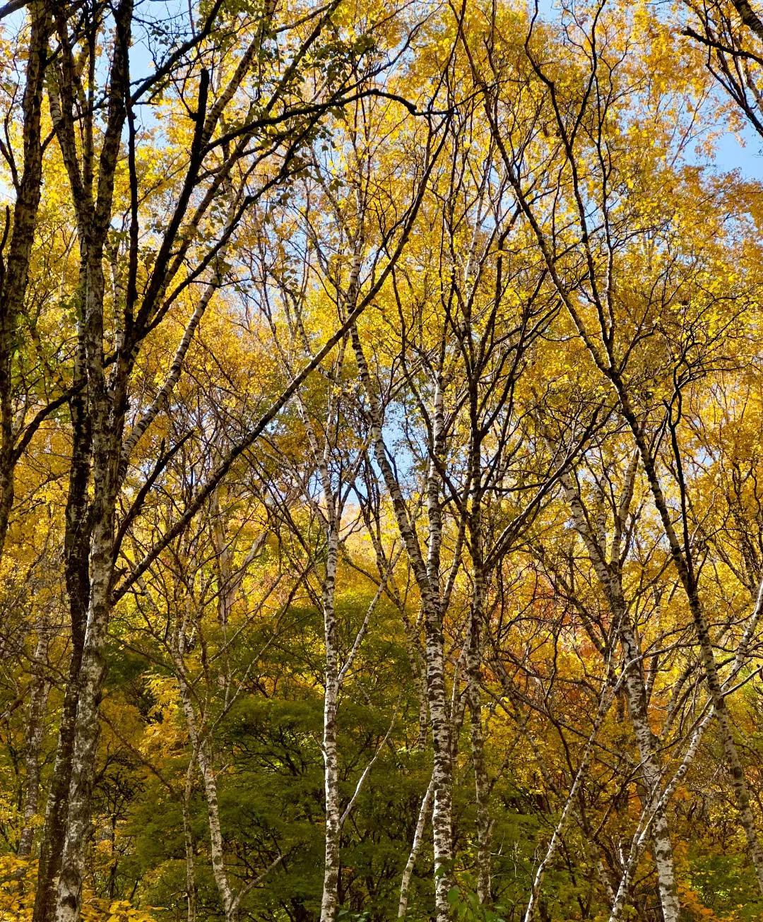 茅荆坝国家森林公园 茅荆坝国家森林公园位于祖国凉山彝族自治州昭觉