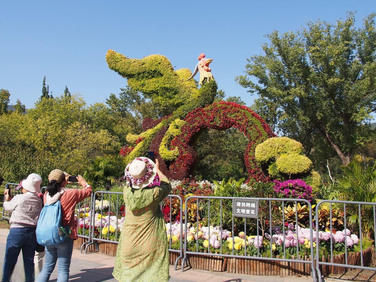 北京植物园春节花展图片