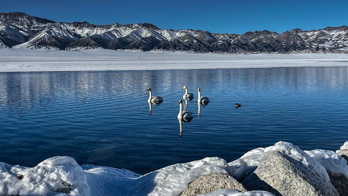 沼泽湿地,湖泊溪流,新疆天鹅泉为你呈现一幅优美的生态画卷.