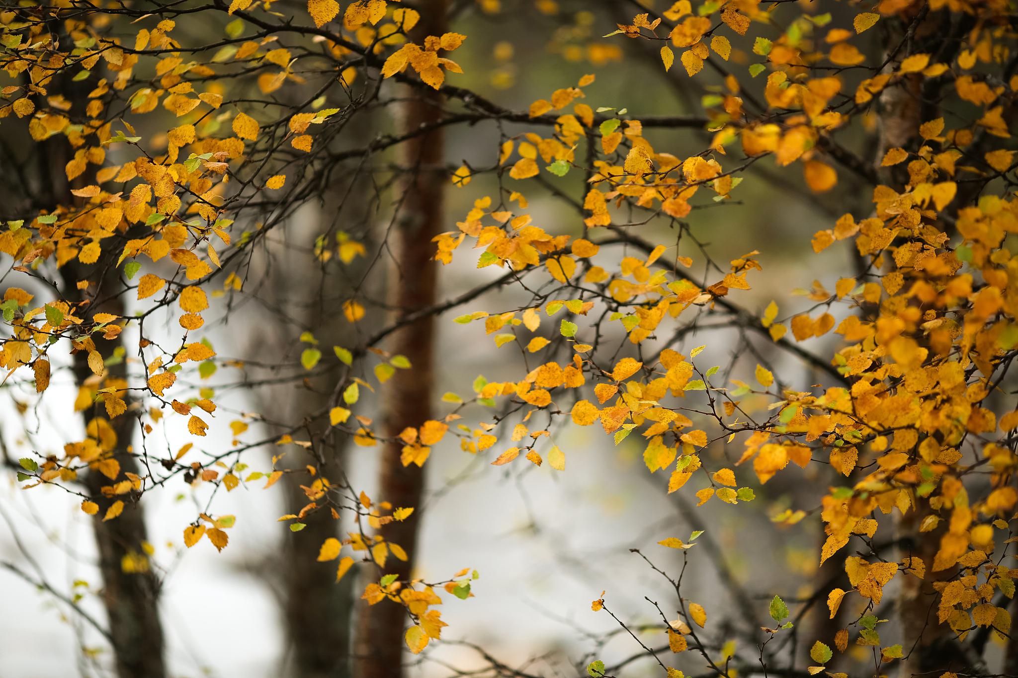 晚秋,秋天的绝美风情 说到秋天,你可能会想到漫天飞舞的落叶,金黄色的