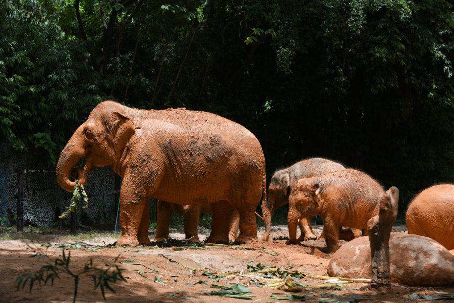 广州香江野生动物世界之旅 广州香江野生动物世界位于珠江畔,拥有丰富
