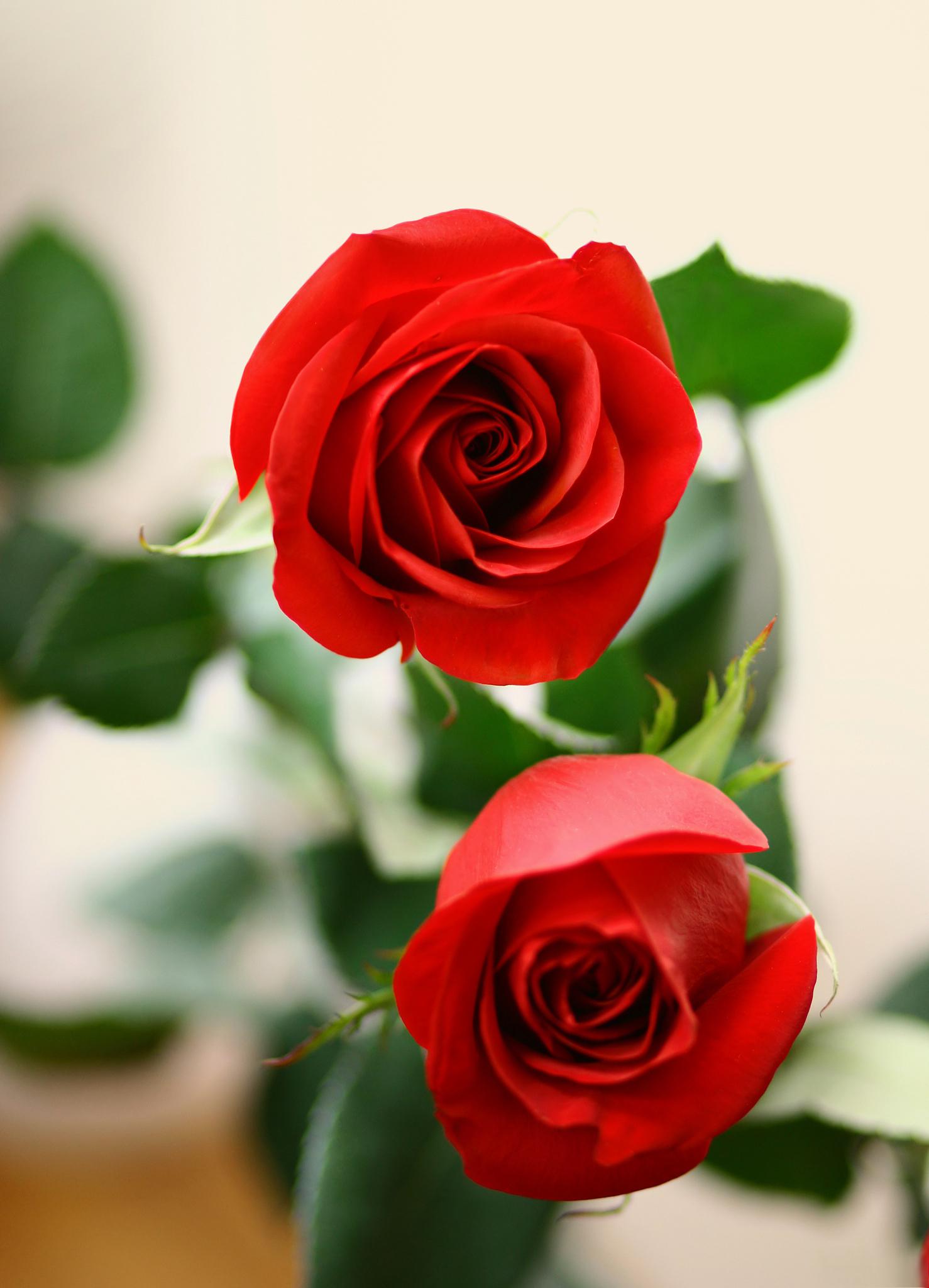 保鲜玫瑰花瓣的方法 玫瑰花瓣是常见的一种花材,通常用于制作手工皂