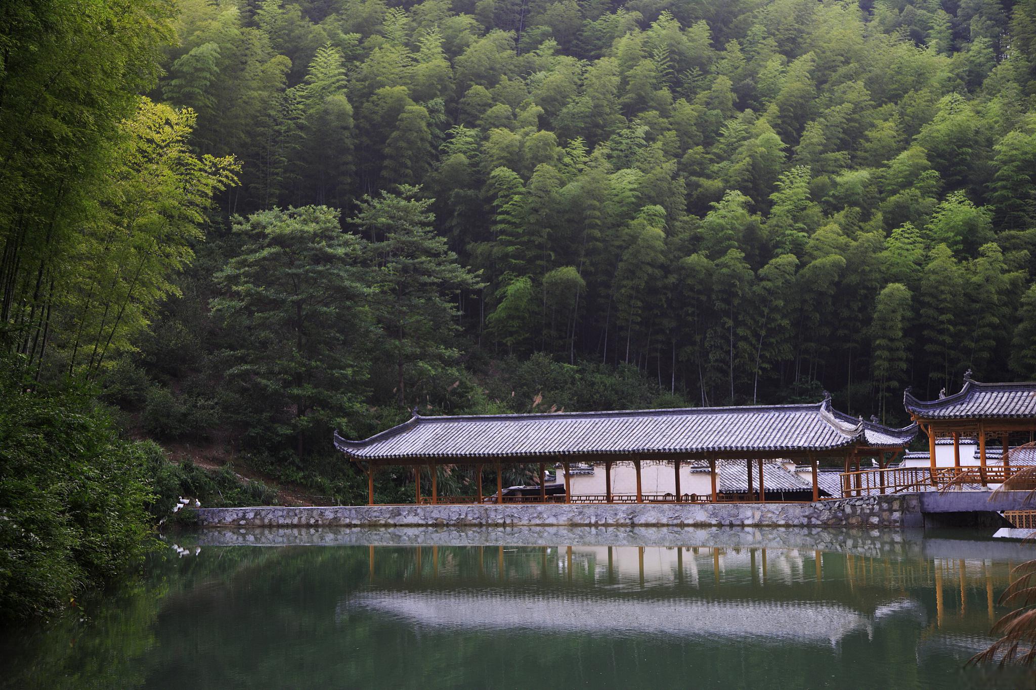 木坑竹海风景区图片图片