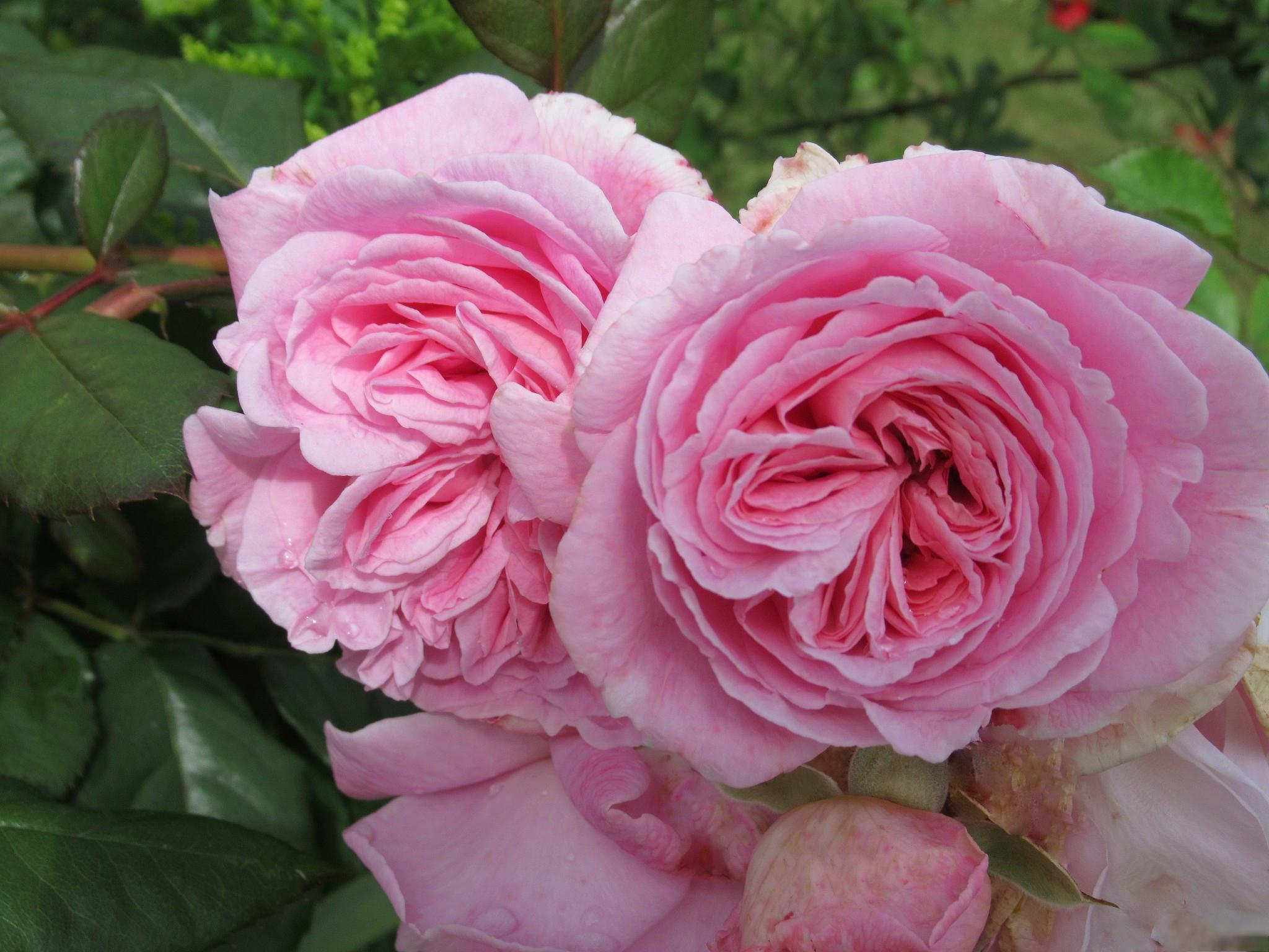 粉龙沙宝石月季开花次数及养护技巧 在花卉世界中,粉龙沙宝石月季以其