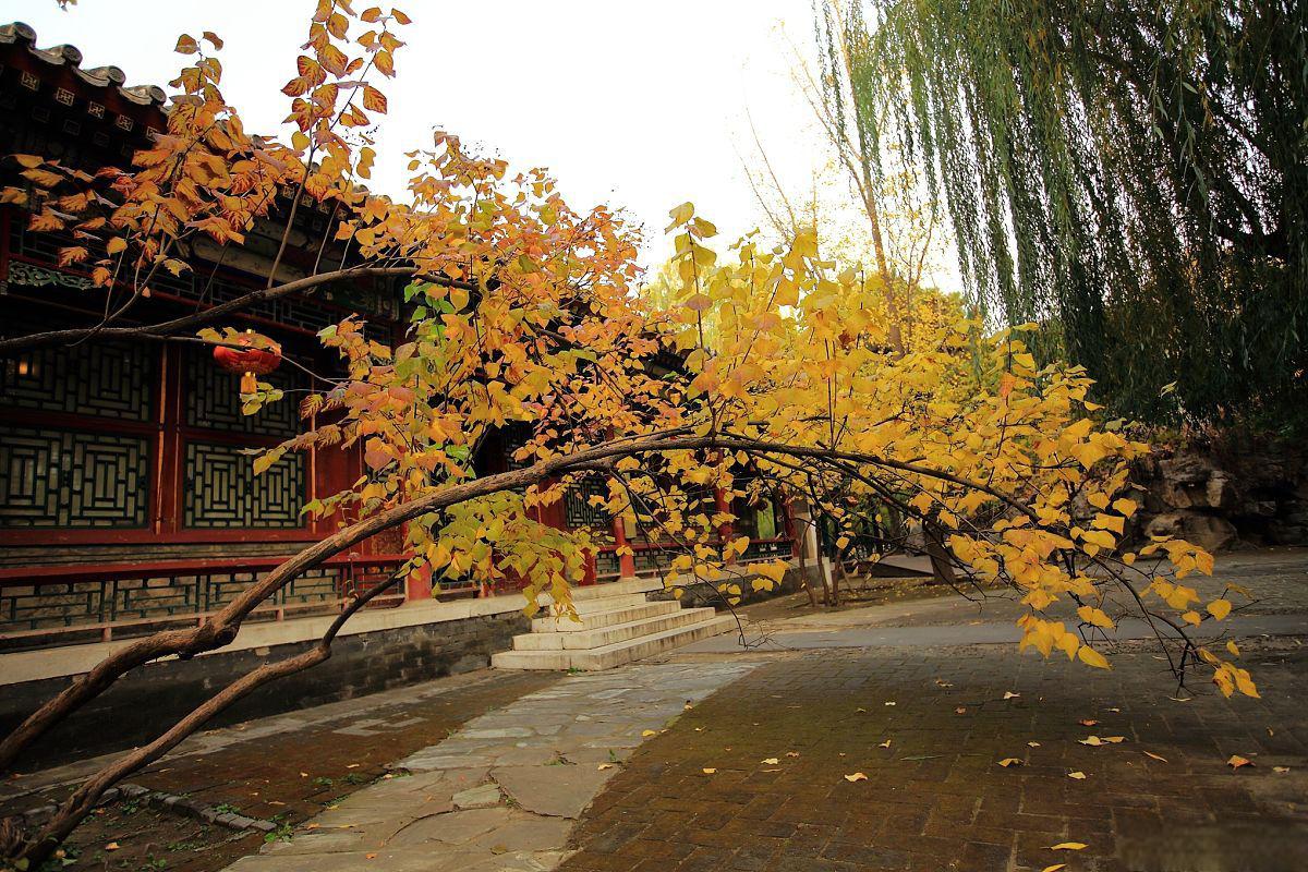 秋天西安旅游攻略 秋天是西安最美的季节之一,金黄的银杏叶,红枫林