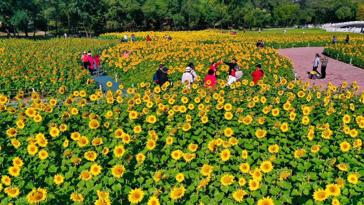 沈阳北陵公园花海图片