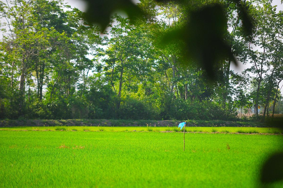 当我们漫步在绿色的世界里,仿佛置身于一个神秘而美好的世界中.