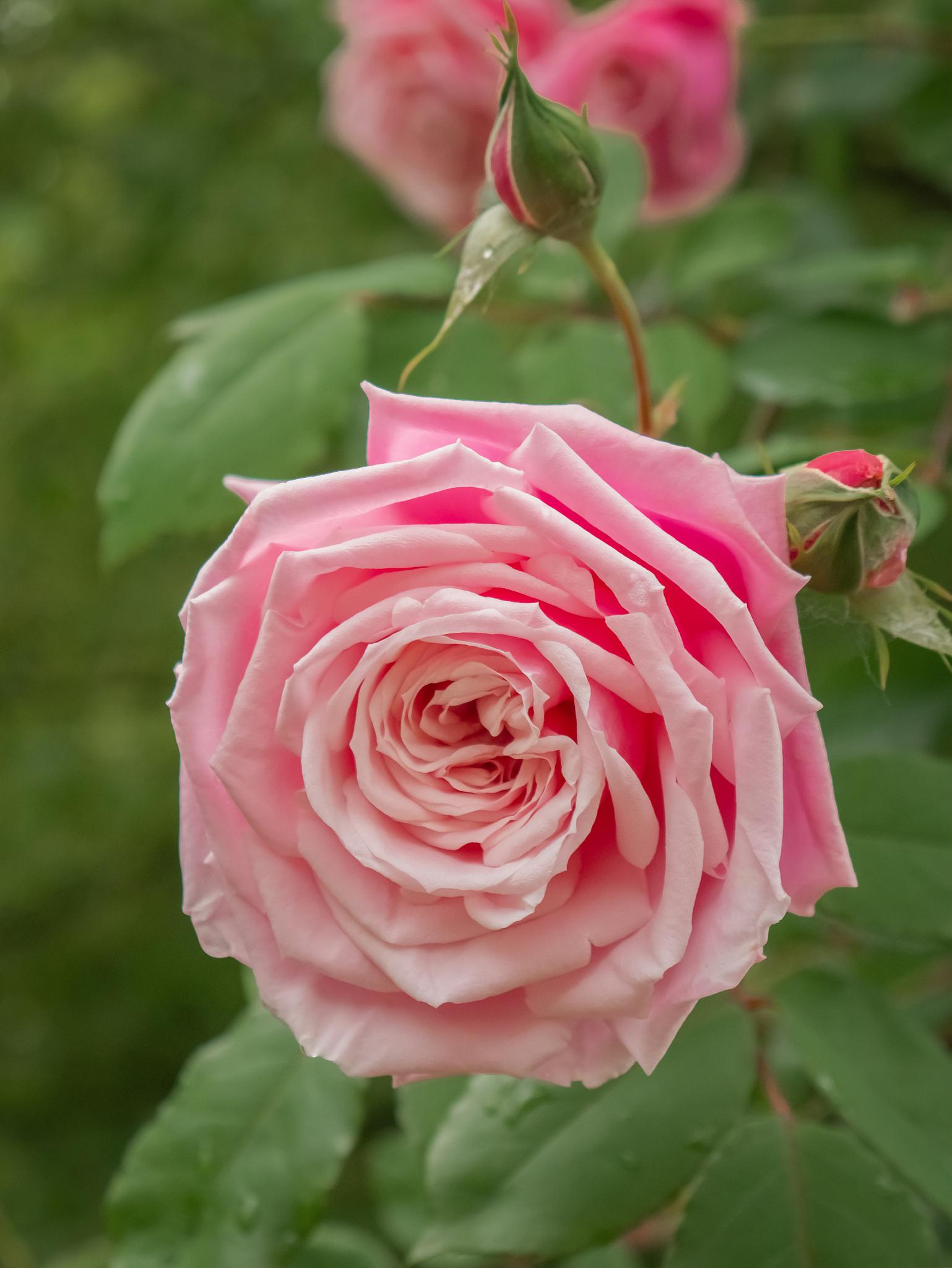 月季花黑杆病的处理方法 月季花是一种受欢迎的花卉,但有时候会受到黑