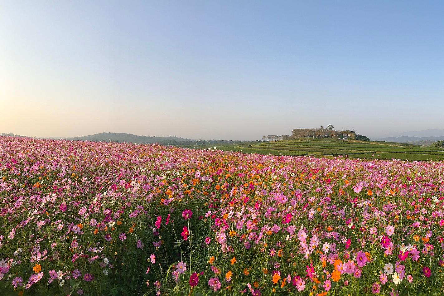 成都蔚然花海图片