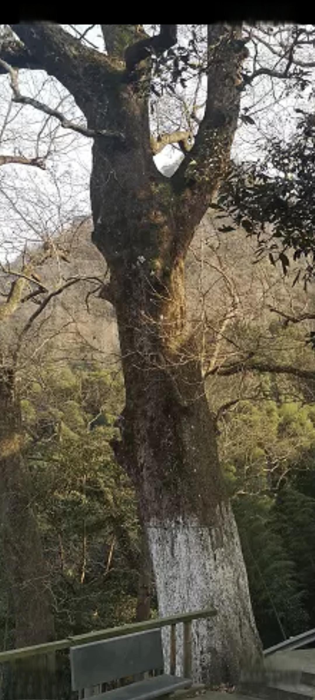 苍南县龙沙乡图片