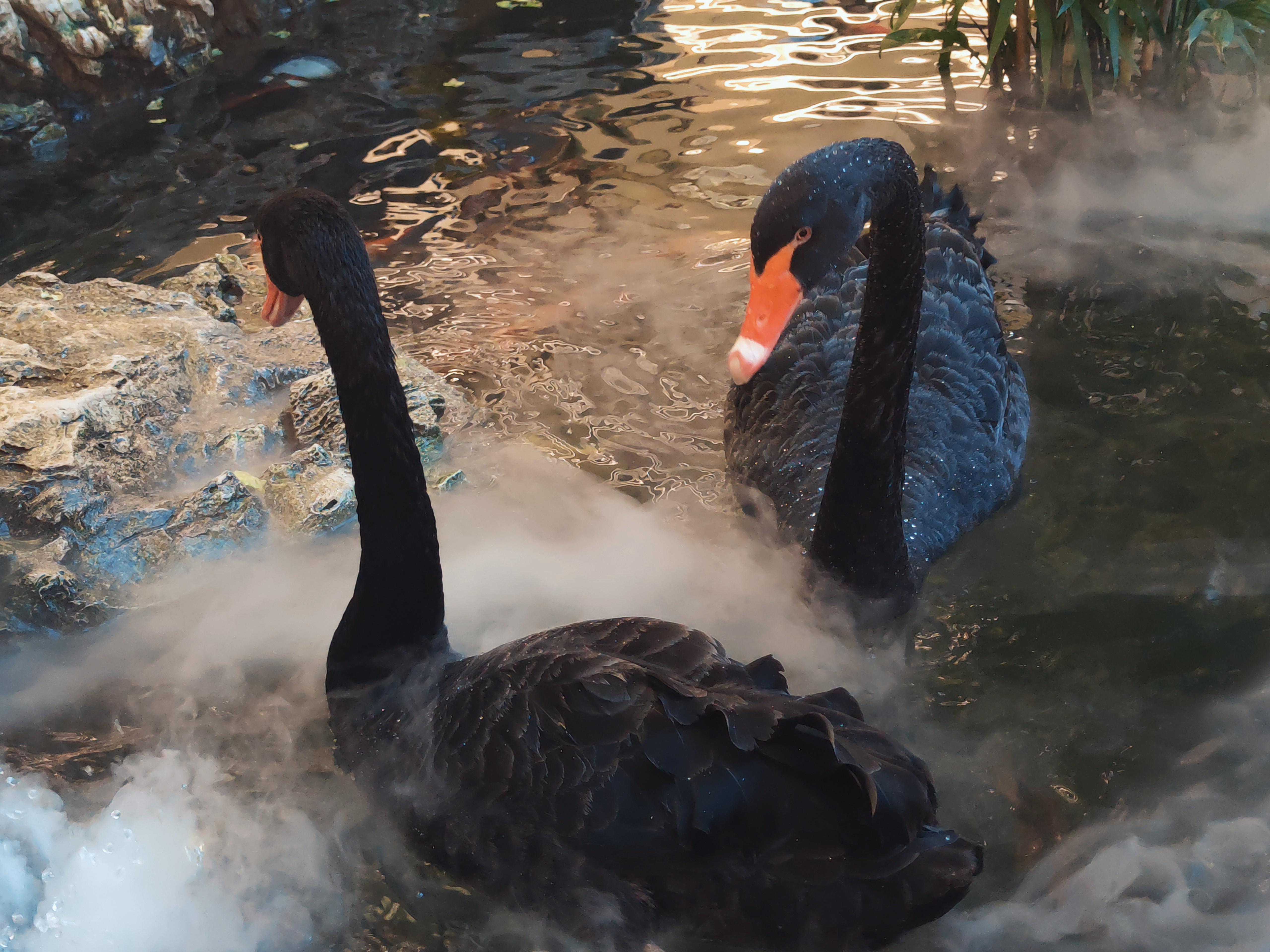 西安赛格国际购物中心水帘瀑布和黑天鹅 西安赛格国际购物中心有一个