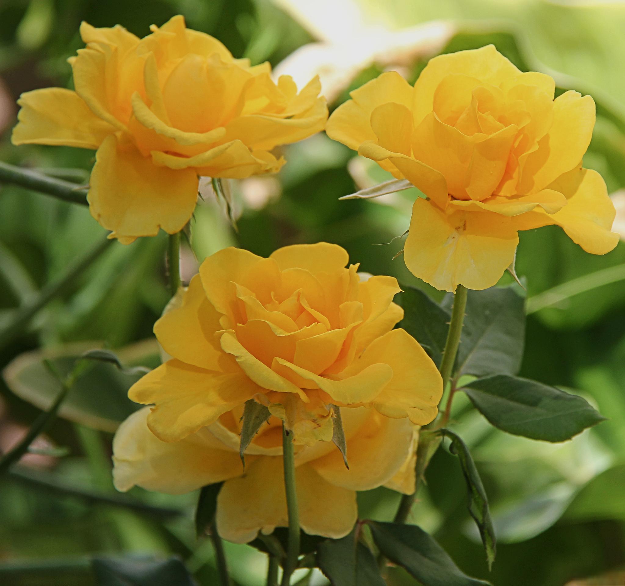 黄油月季花的优缺点分析 黄油月季花是一种常见的观赏植物,其花朵呈现