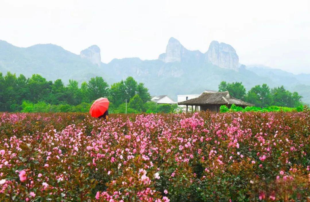 雲嶺鄉南陳村的紫薇花 近段時間,永嘉縣雲嶺鄉南陳村30多畝紫薇正在