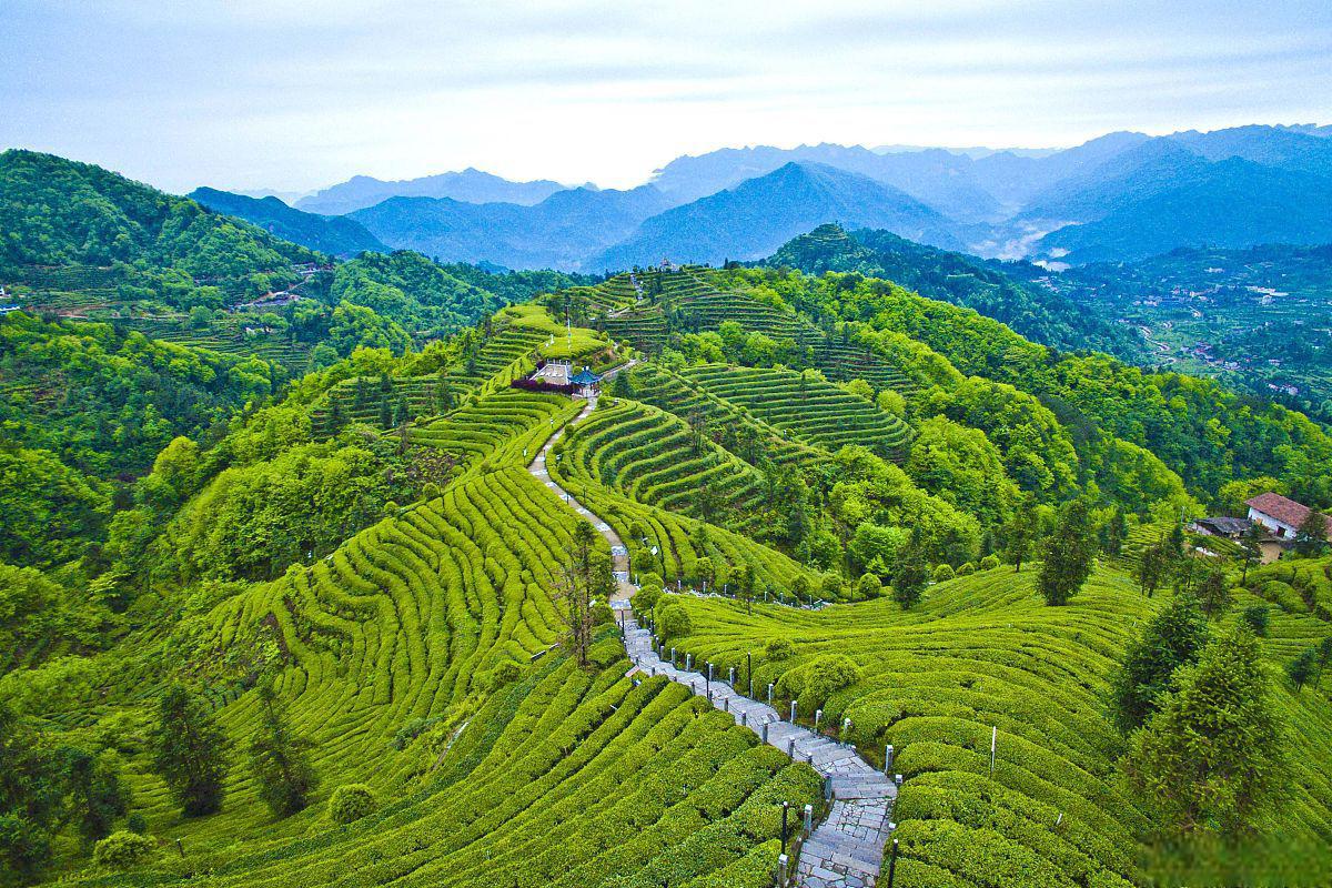 茶山竹海景点图片