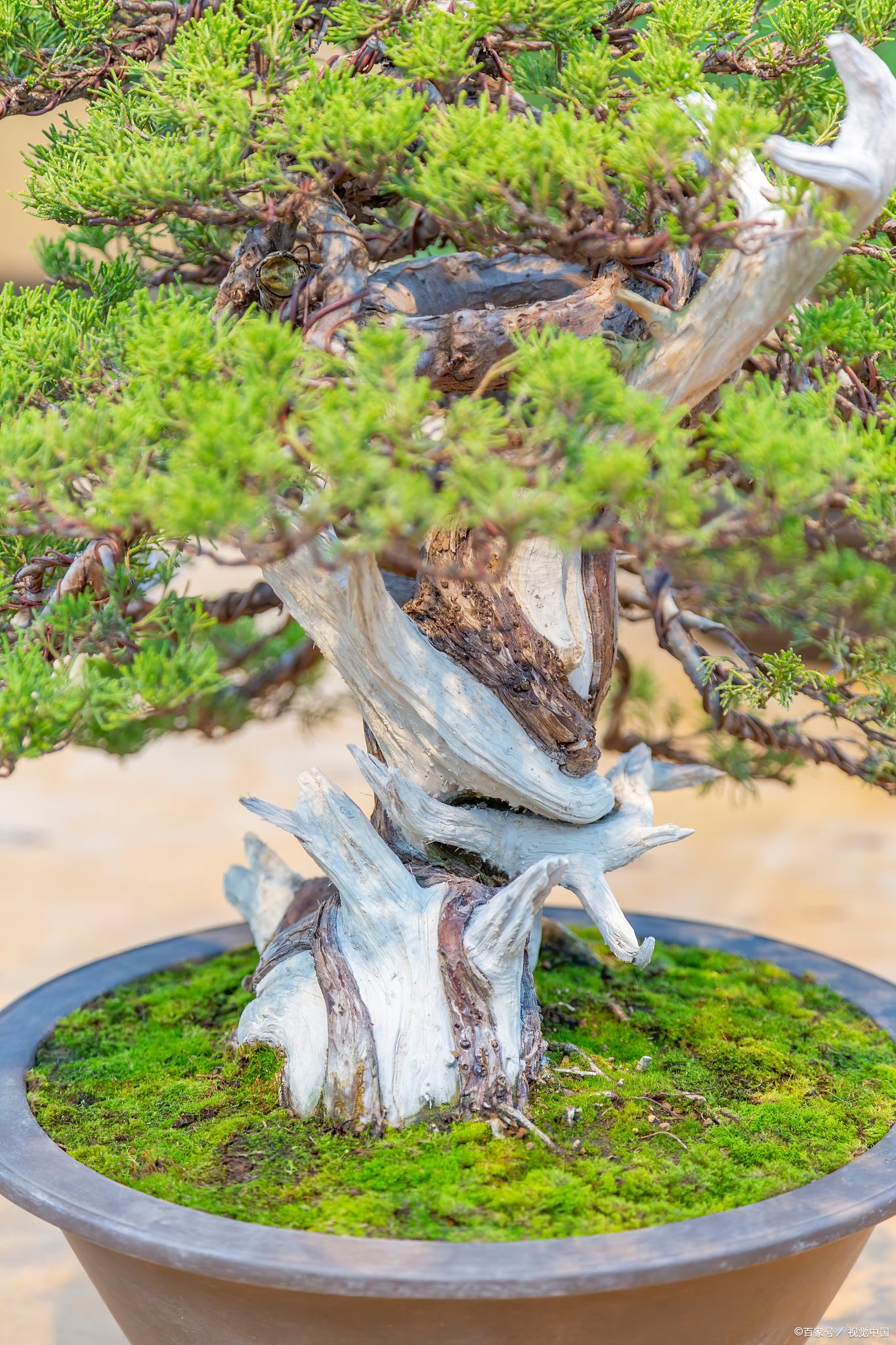 柽柳盆景制作方法 柽柳盆景是一种非常受欢迎的盆景,由于柽柳老桩外形