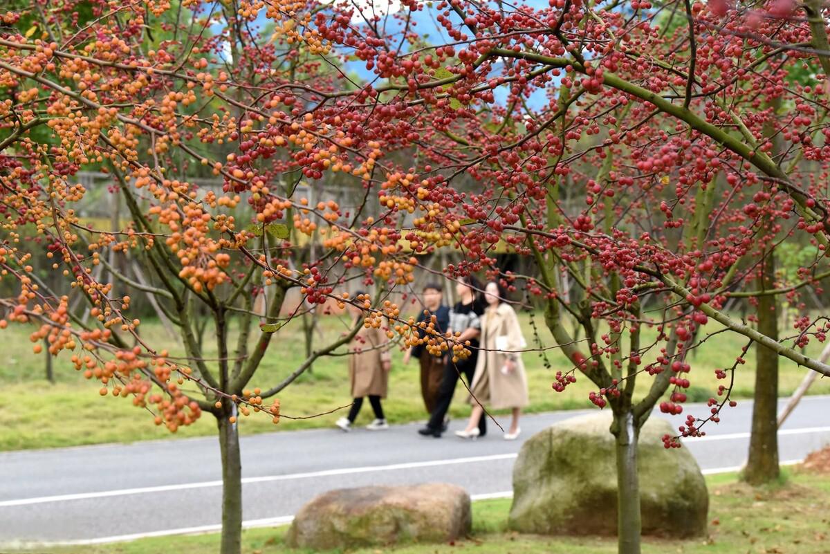 安徽铜陵滨江生态公园海棠林 2023年10月13日,安徽省铜陵市迎来了一幅