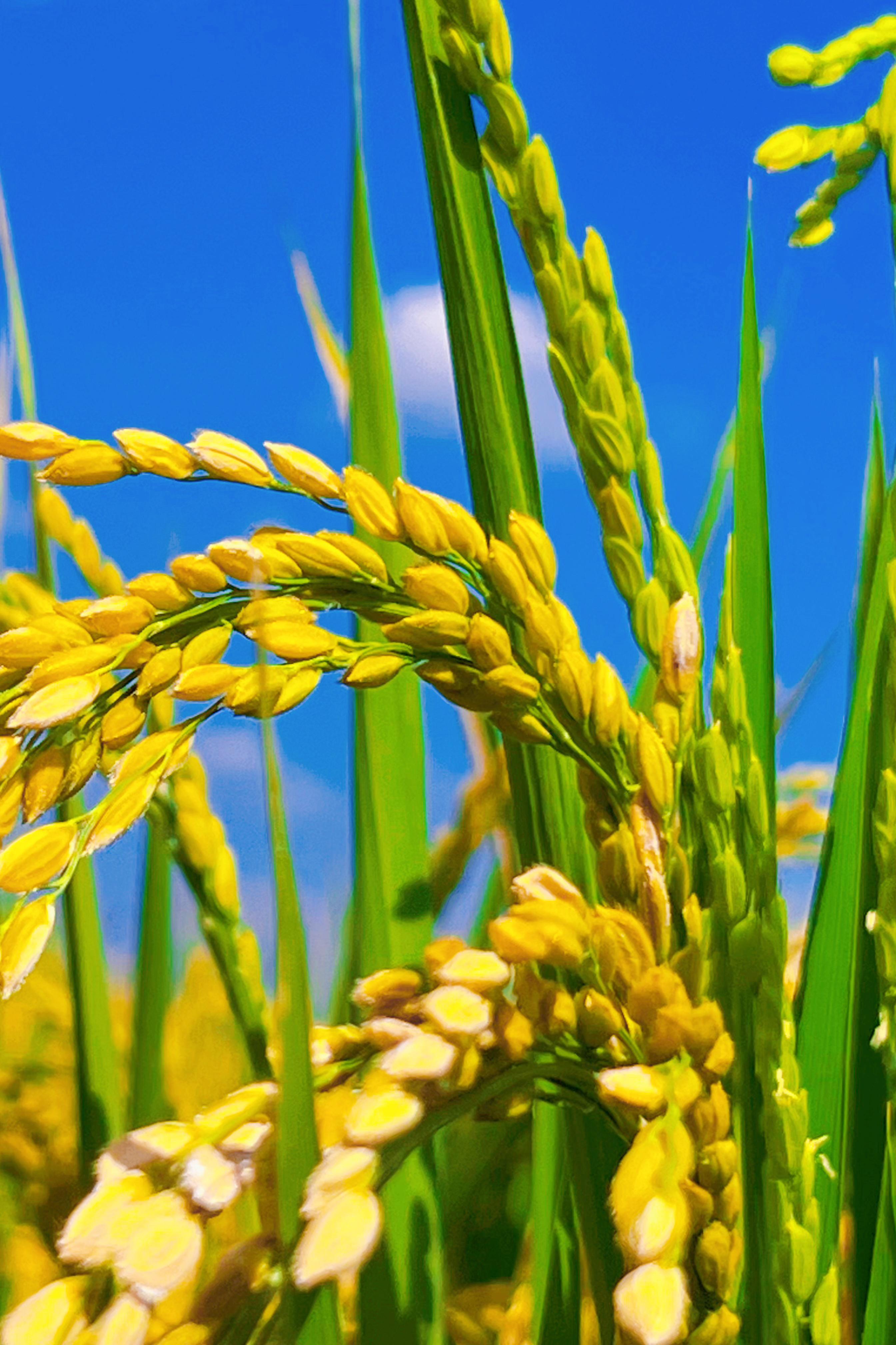 昆明呈贡区江尾村稻田日落美景 🌾稻田与日落 昆明呈贡区江尾村的