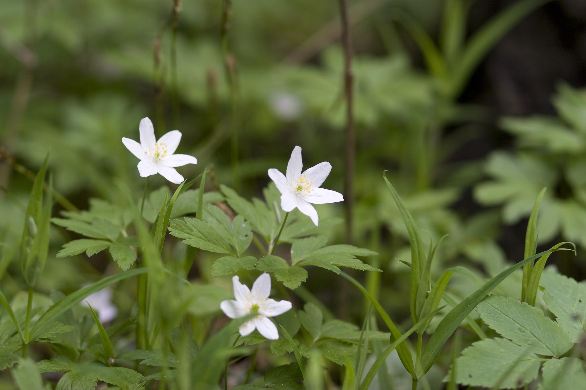 白花紫露草的养殖方法和注意事项 白花紫露草是一种美丽的多年生草本