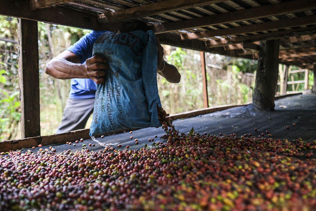 参观尼加拉瓜的咖啡种植园 参观尼加拉瓜的咖啡种植园是一种独特的