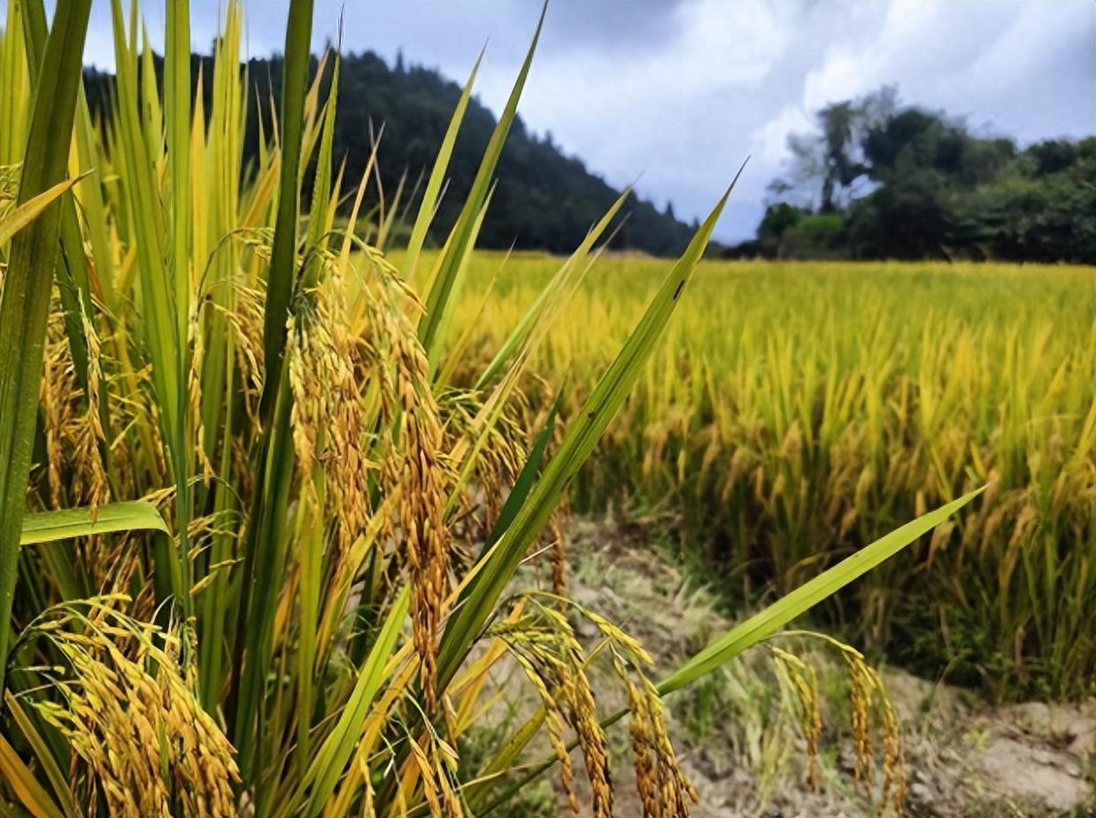始兴县马市镇文路村百亩梯田水稻,即将迎来收割的好时节,稻田纵横,稻