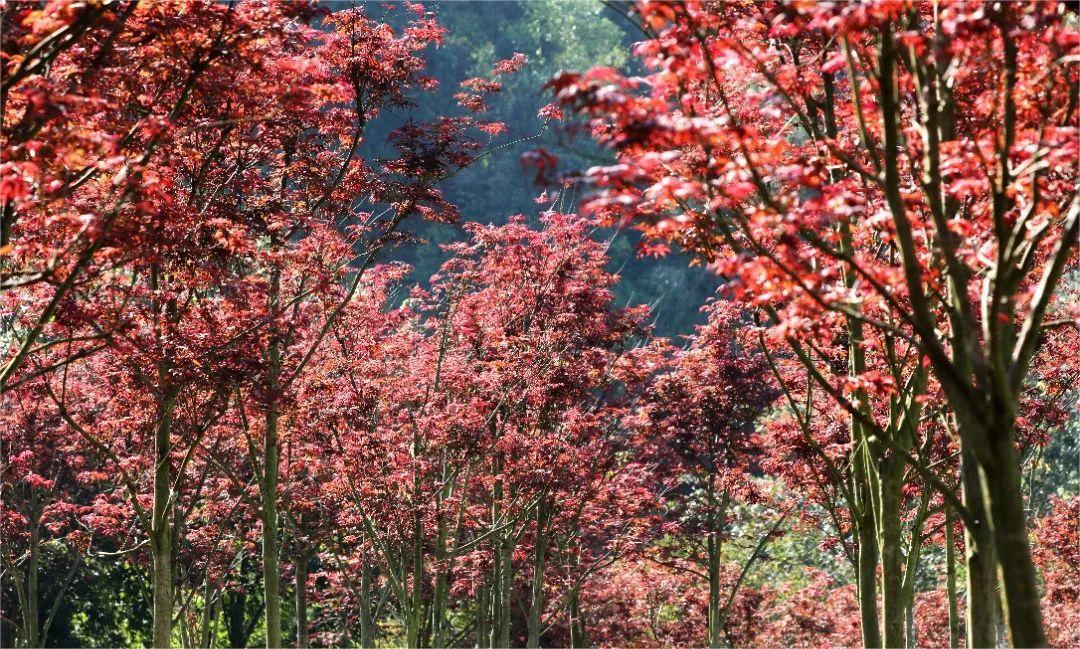 广西南宁罗堪村红枫谷 寒露过后,广西南宁市上林县明亮镇罗堪村上莫庄