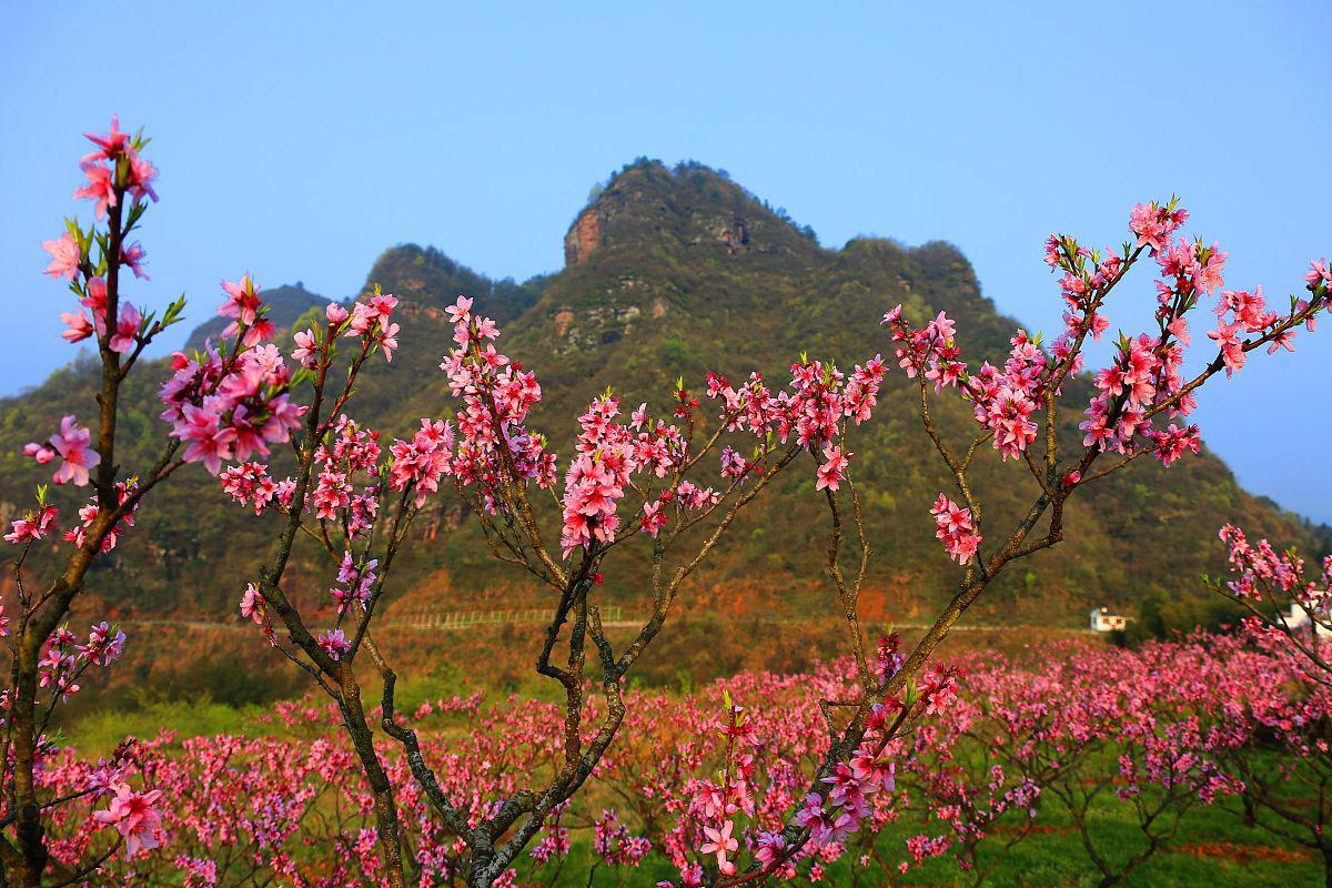 桃花岭景区图片