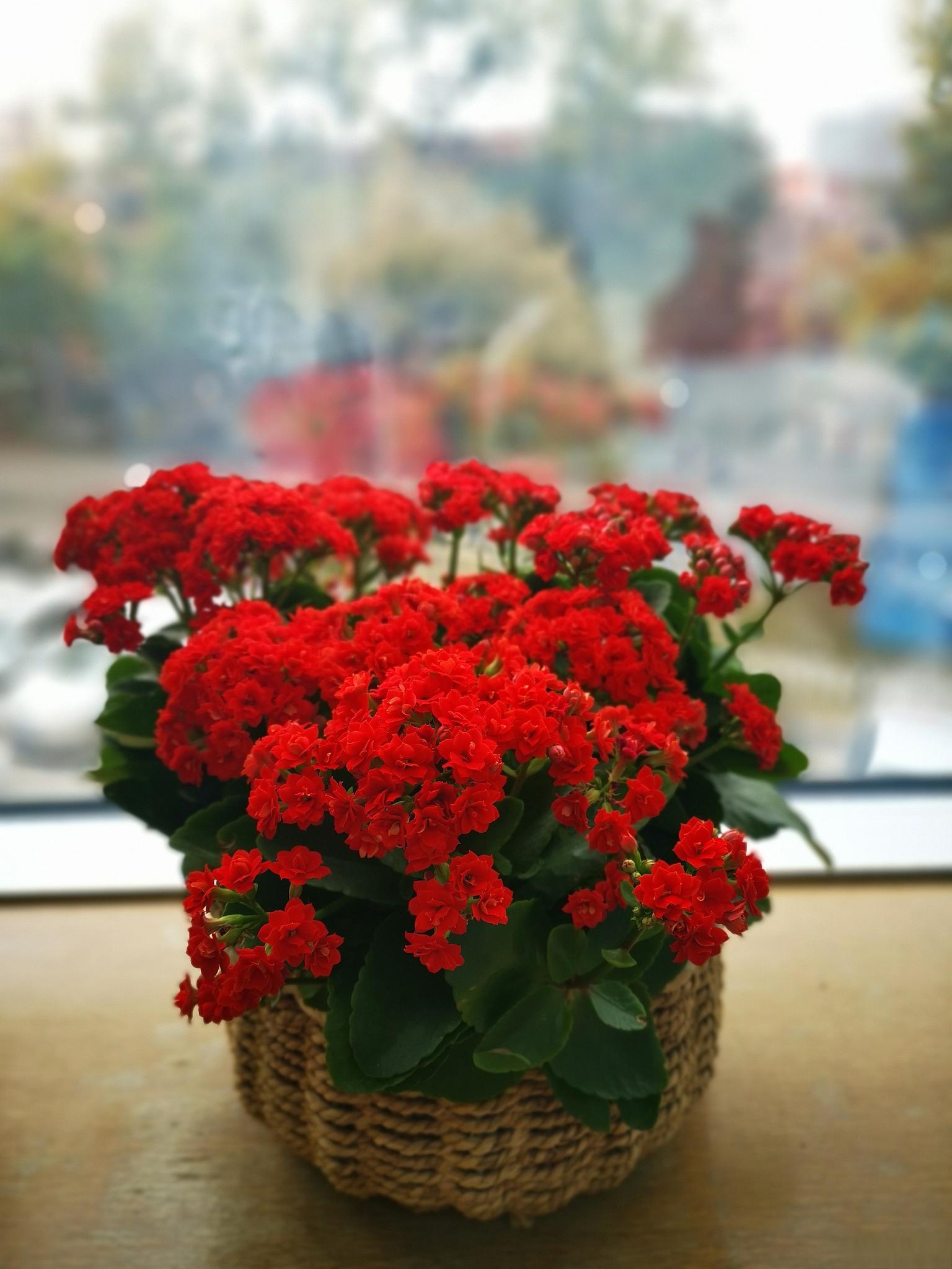 长寿花开花后的修剪方法 长寿花是一种常见的观赏植物,以其华丽的花朵