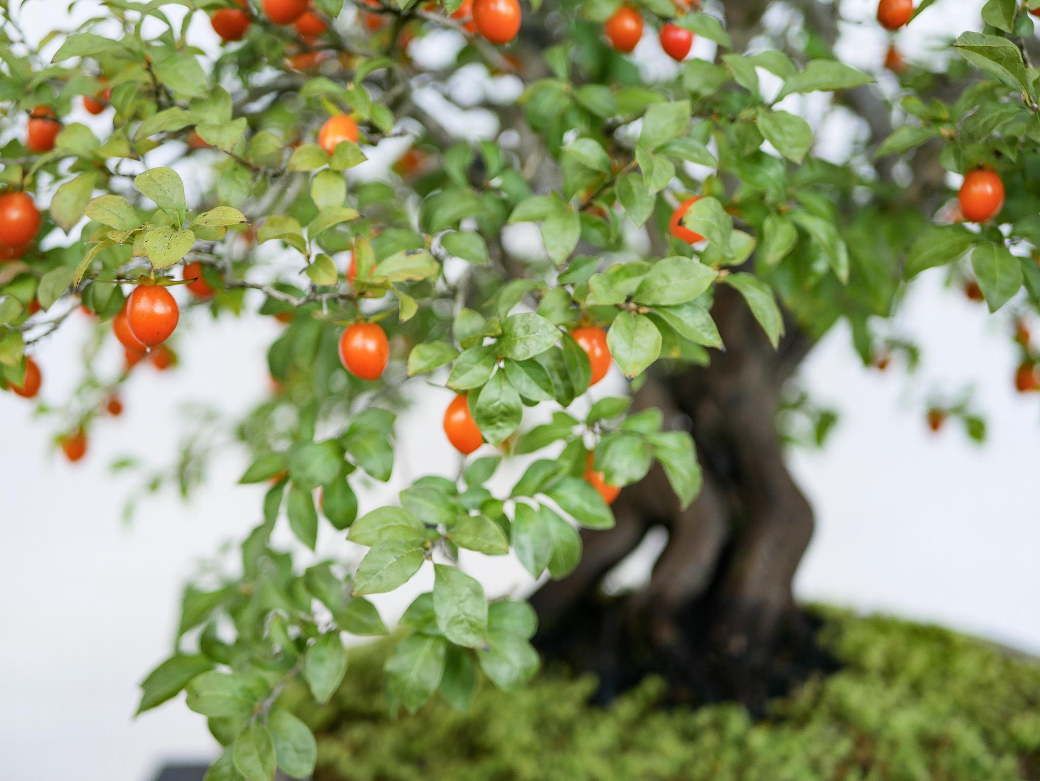 枸杞盆栽的养殖方法及注意事项 枸杞是一种具有很高营养价值的药食