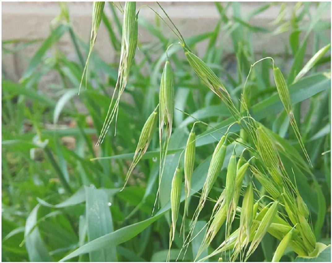 澳大利亚燕麦草进口报关清关流程 燕麦草