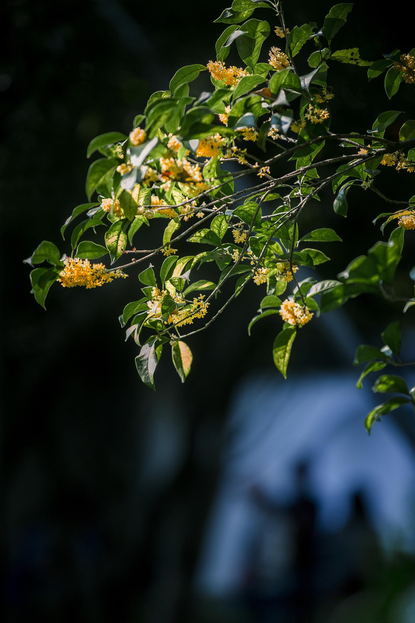 桂花树叶片发黄的原因和治疗方法 桂花树是一种受欢迎的观赏树木