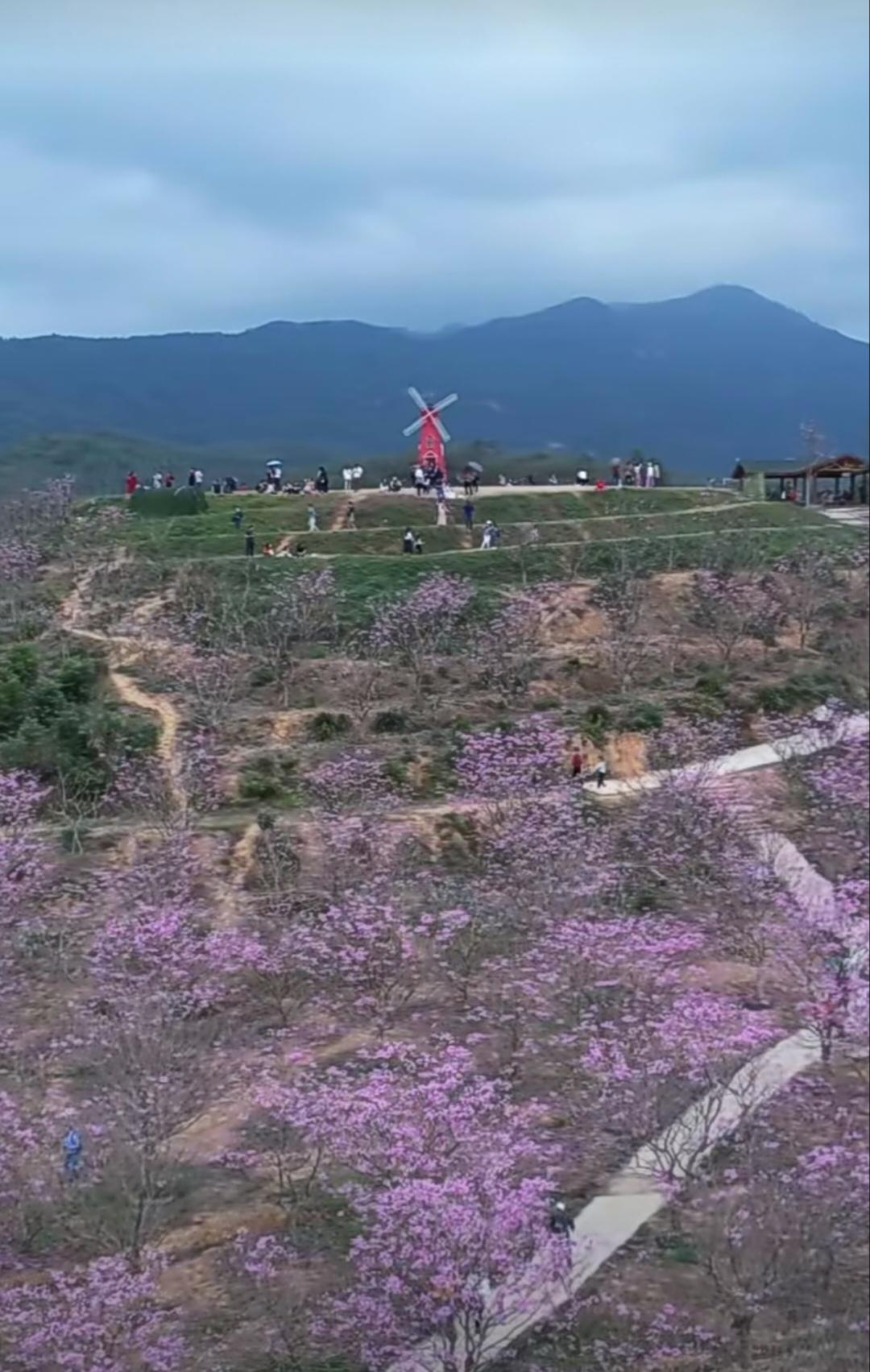 新会紫花风铃生态园图片