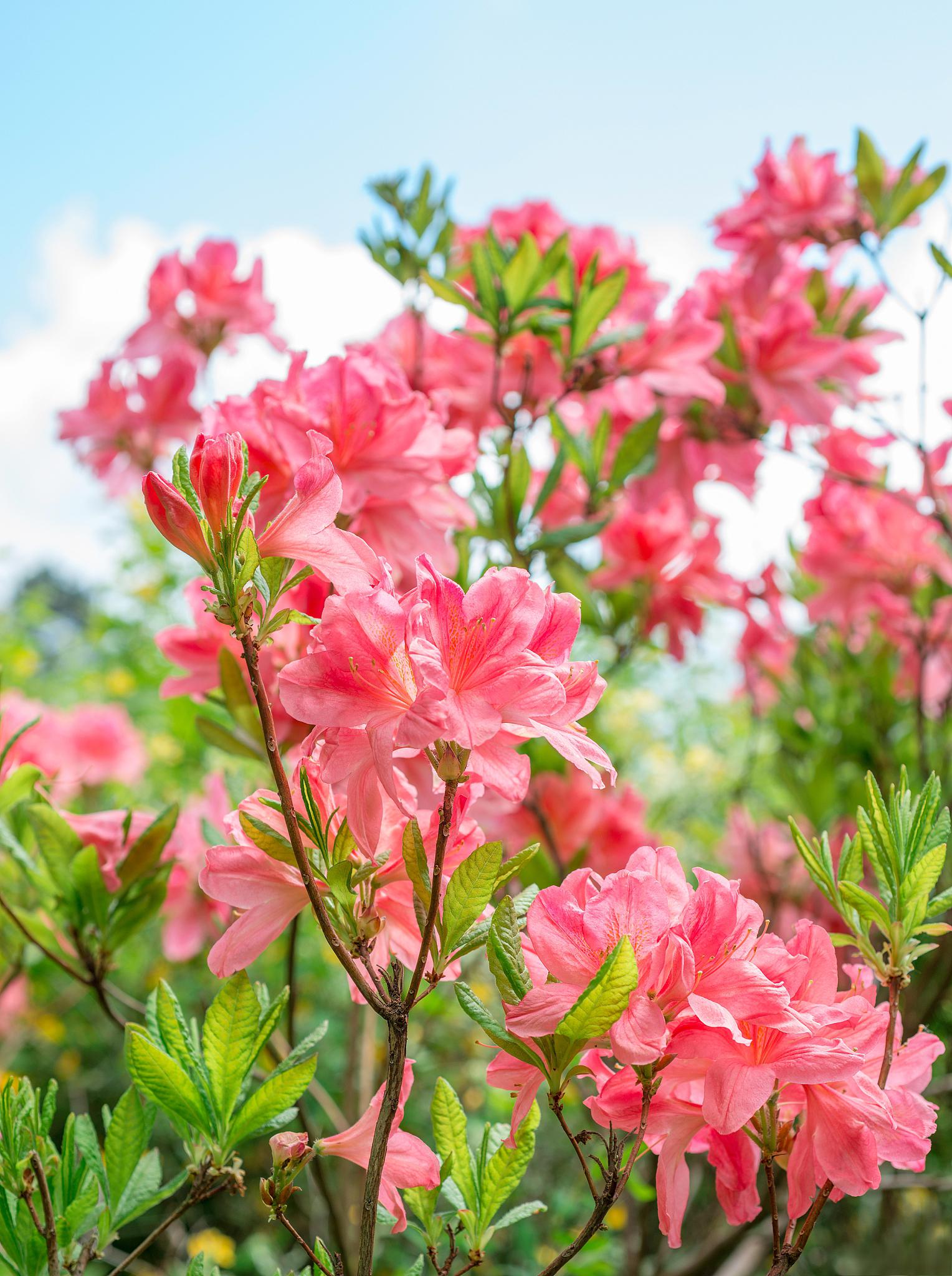 最美杜鹃花品种图片