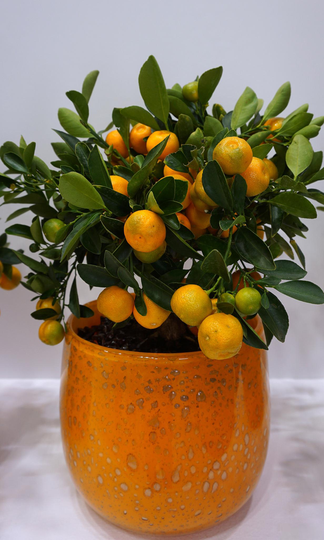 金桔树盆景制作步骤 金桔树盆景是一种具有观赏和食用双重价值的植物.